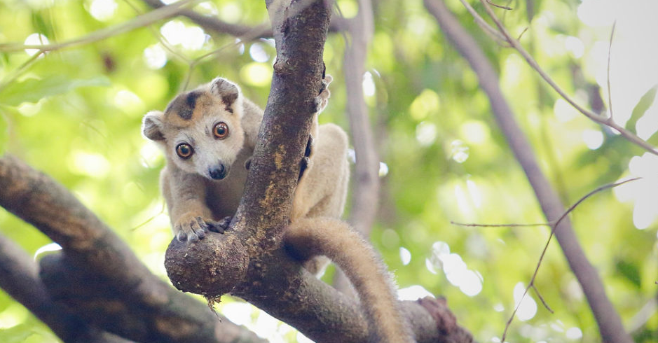 Madagascar, lemur