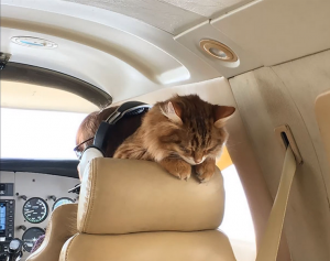cat on private jet