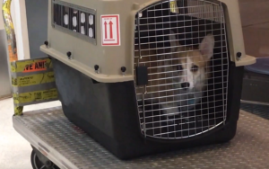 dog on cargo hold