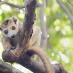 Madagascar, lemur