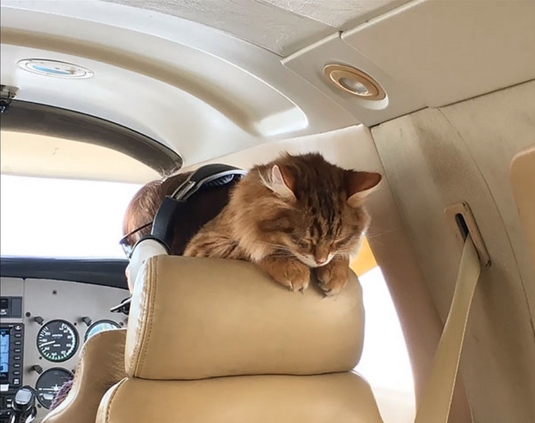 chat en jet privé