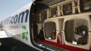 trasporto animali jet privato