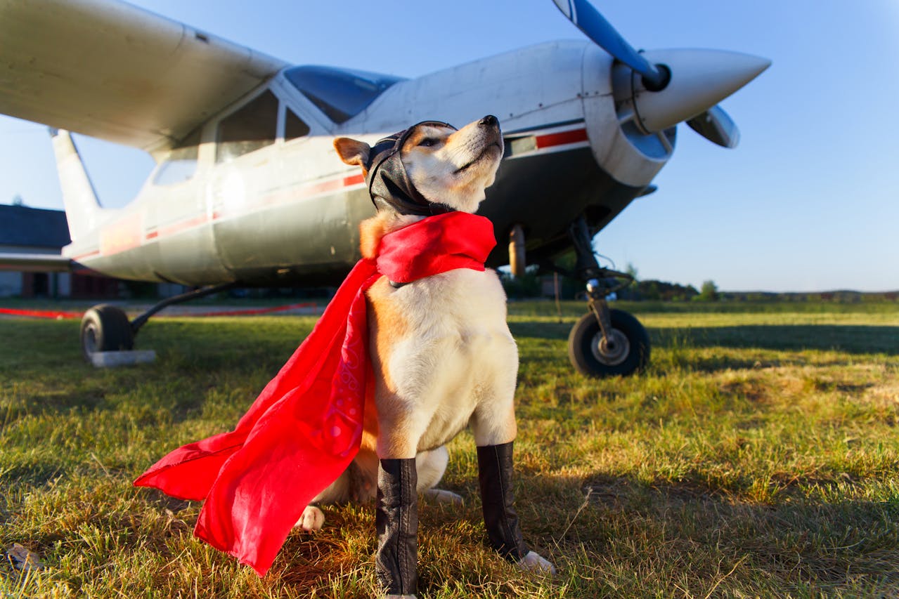 Can I transport dogs and pets in turboprop aircraft?